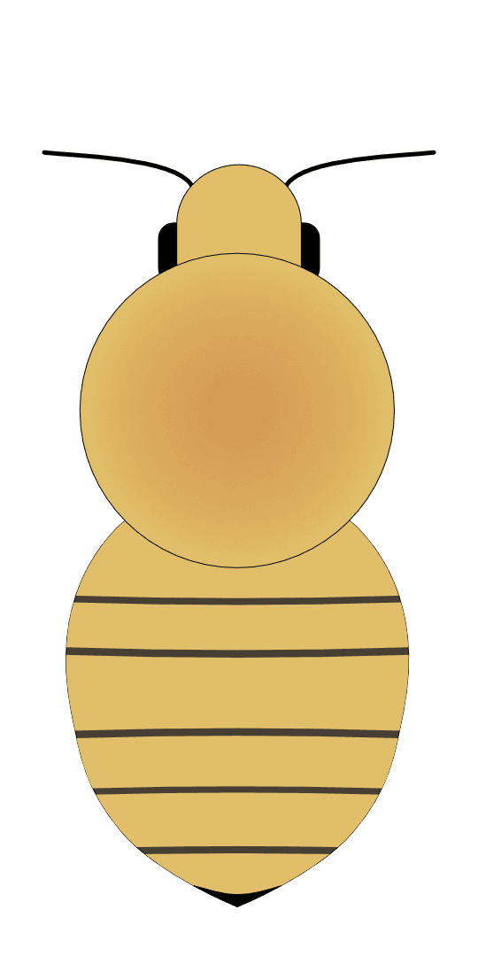 MALE diagram