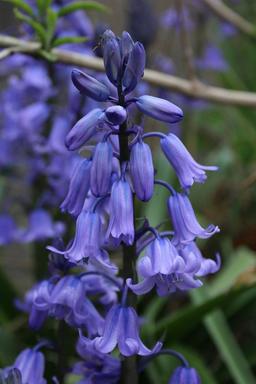 Bluebell