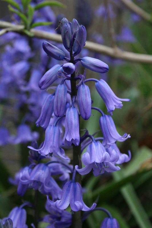 Bluebell
