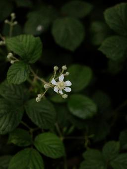 Bramble