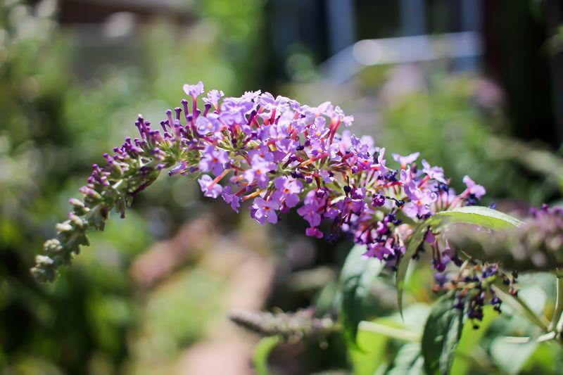 Buddleia