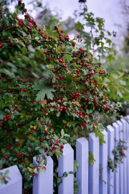 Cotoneaster