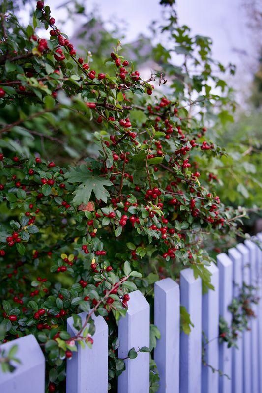 Cotoneaster