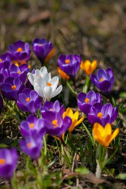 Crocus