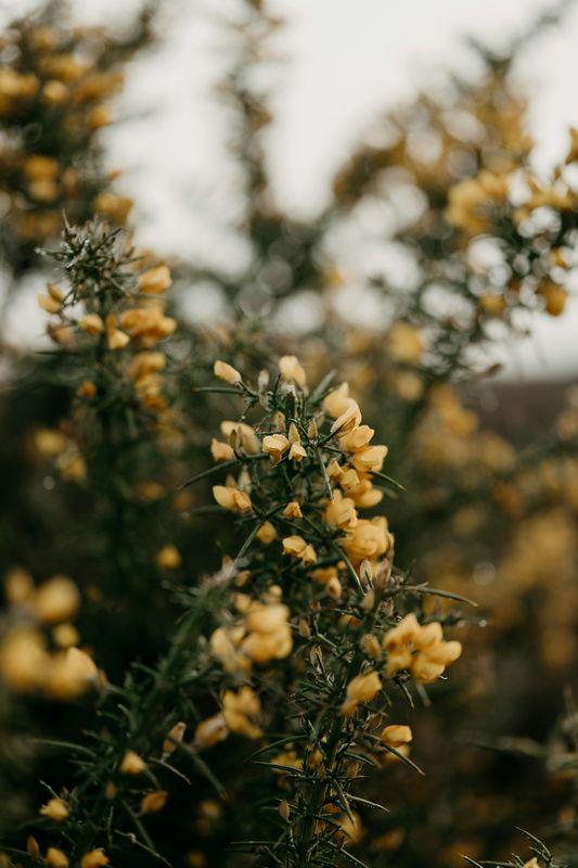 Gorse