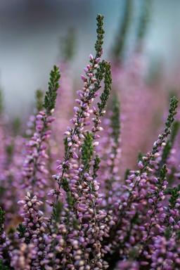 Heather