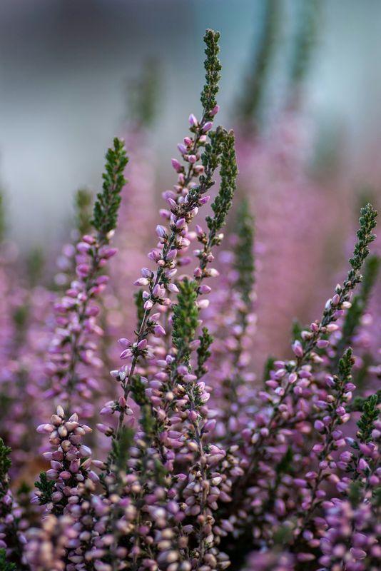 Heather