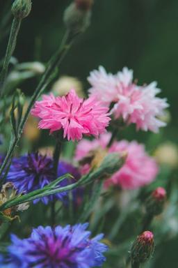 Knapweed