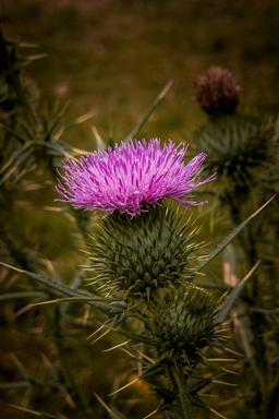 Thistle