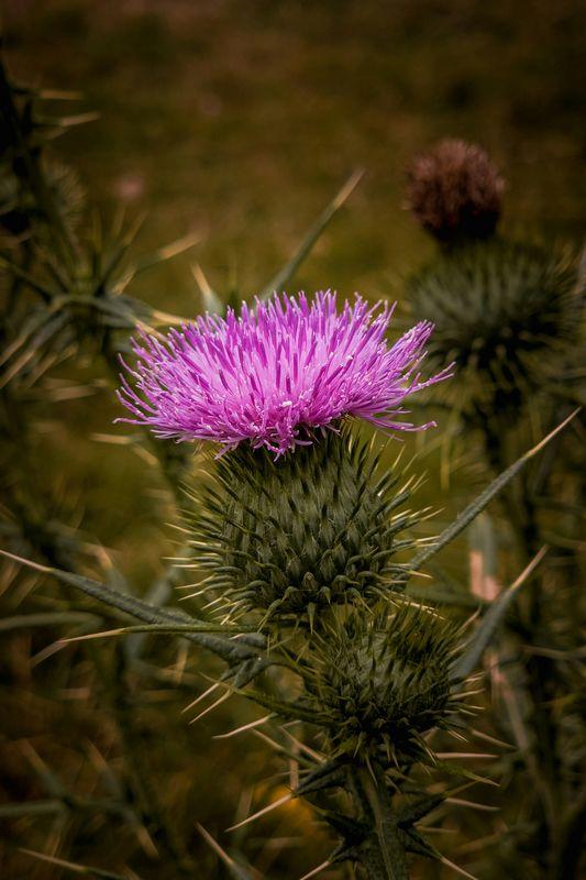 Thistle